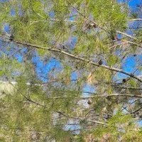 خونه باغ ویلا