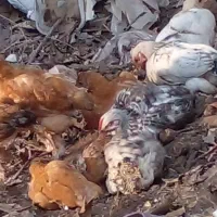 جوجه محلی سه هفته ای|حیوانات مزرعه|رشت, پیرکلاچای|دیوار