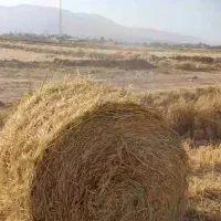 پوشال برنج جهت سرما زدگی سیفی جات و میوه جات