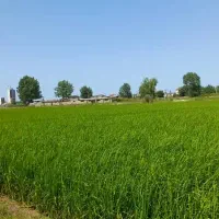 ۳۰۰ متر زمین تفکیک‌شده ،گزینه مناسب سرمایه‌گذاری