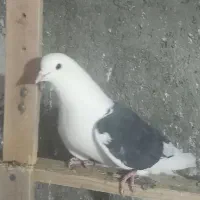 ۷طوق کبوتر|پرنده|شاهرود, |دیوار