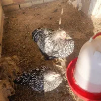 ویاندوت سیلور|حیوانات مزرعه|مشکین‌دشت, |دیوار