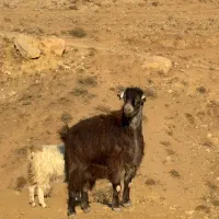 بره گوشتی بز‌گوشتی|حیوانات مزرعه|هشتگرد, خور|دیوار