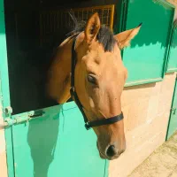 مربی اسب