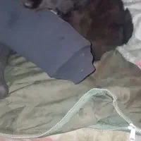 واگذاری سگ قدرجونی ۱ ما