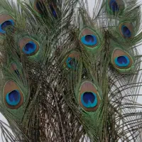 پر طاووس هندی ارسال ۱۰ عدد به بالا