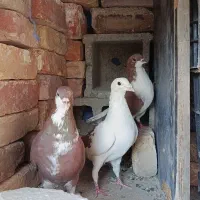 سه عدد کفتر|پرنده|زاهدان, |دیوار
