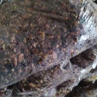 زایعات خرما تناژ بالا. وشیره خرما درجه یک|عمده‌فروشی|برازجان, |دیوار