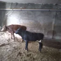 چهارعدد گوساله دوتا نر دوتا ماده