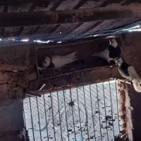 کفتر طوقی|پرنده|قائن, |دیوار