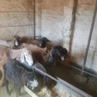 میش افغانی