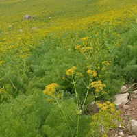 ۲تن کاه