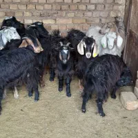 ۱۴راس بزغاله ماده سالم وسرحال تکی وکلی