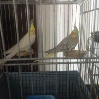 یک جفت عروس هلندی سالم تخم گذار  ماده رام