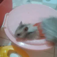 همسترهای بانمک و فشن|موش و خرگوش|شیراز, فرگاز|دیوار