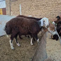 بره قوچ|حیوانات مزرعه|رشتخوار, |دیوار