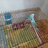 یک جفت مرغ عشق آبی|پرنده|کازرون, |دیوار