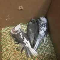 جوجه عروس هلندی ۵۰ روزه
