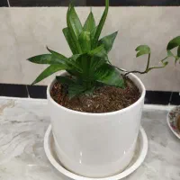 گل آگلونماصورتی وگل سانسوریاکوتاه|گل و گیاه طبیعی|بوکان, |دیوار