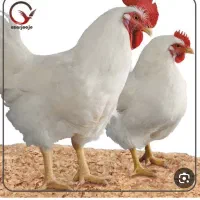 خواهان پارکینگ یا خونه قدیمی برای مرغ فروشی