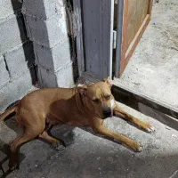 سگ پیتبول|سگ|امیدیه, |دیوار