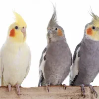 عروسهای ناز و خوشگل