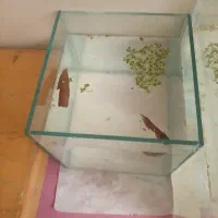 فروش آکواریوم