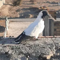 کبوتر پرستوی|پرنده|حاجی آباد, |دیوار