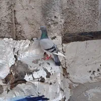 کفتر پلاکی ماده