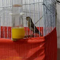 قناری و سهره قناری قرص شلاقی