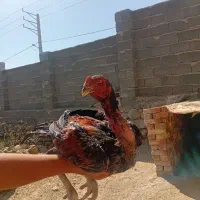 خروس لاری و مرغ سیاه افغان