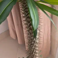 زمین باغی گاوخانه ، مهردشت، احتشامیه