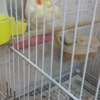 عروس هلندی ماده آماده|پرنده|مشهد, شهرک مطهری|دیوار