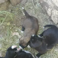 واگذاری ۳عدرتوله سگ