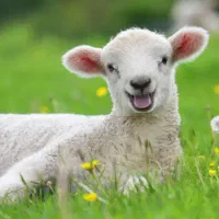 گوسفند زنده  در محل باقصاب شبانه روزی  طباطبایی