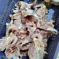 اسکلت مرغ با گردن