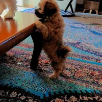 سگ شیت رو پامر|سگ|کرمان, |دیوار