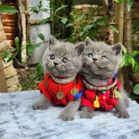 حیوانات تربیت شده|گربه|سنندج, |دیوار