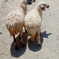 ۱ عدد میش بره دار فروشی