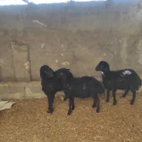 بره|حیوانات مزرعه|هشتگرد, تهران دشت|دیوار