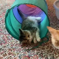 واگذاری بچه گربه