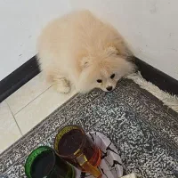 پامرخرسی|سگ|تبریز, |دیوار