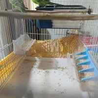 مرغ عشق با قفس و وسایل|پرنده|سراوان, |دیوار