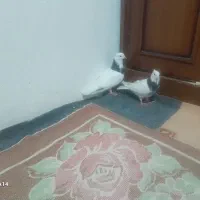 توغ مشکی نصف ابی