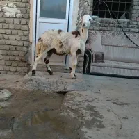 گوسفند|حیوانات مزرعه|بروجرد, |دیوار