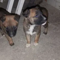 سگ مالینویز اصل|سگ|زاهدان, |دیوار