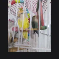 کوتوله برزیلی معاوضه با عروس هلندی|پرنده|تفتان, |دیوار