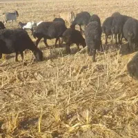 میشه غزل جفت 58میلیون