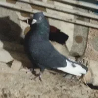 فروش پنج تا کفتر رنگی|پرنده|داراب, |دیوار