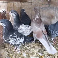 جوجه کفتر پرشی